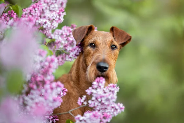 Portrait Chien Terrier Irlandais Avec Des Fleurs Lilas Extérieur — Photo