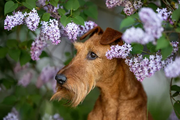 ライラックの花にアイルランドのテリア犬の肖像画 — ストック写真