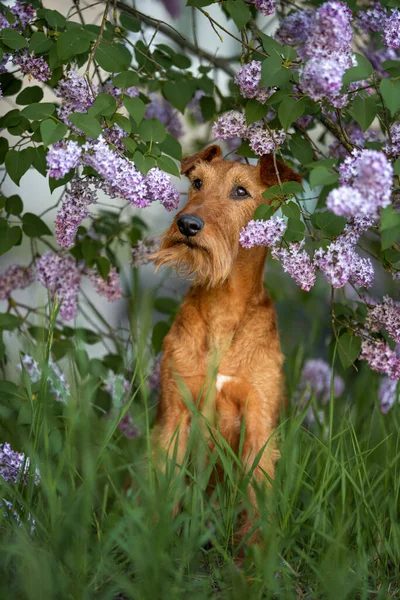 Irish Terrier Dog Sitting Lilac Bush Outdoors — Stock Photo, Image