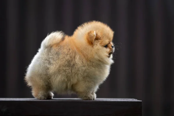 Cachorro Spitz Pomeranian Pie Sobre Fondo Oscuro —  Fotos de Stock