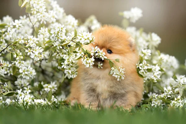 Adorable Pomeranian Spitz Cachorro Jugando Con Árbol Floreciente Rama Aire —  Fotos de Stock