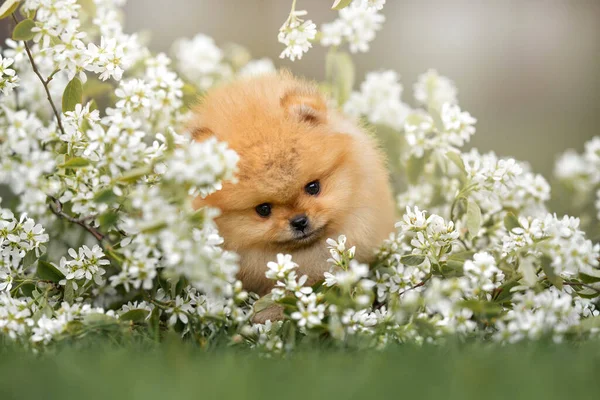 Adorável Pomeranian Spitz Cachorro Posando Livre Primavera — Fotografia de Stock