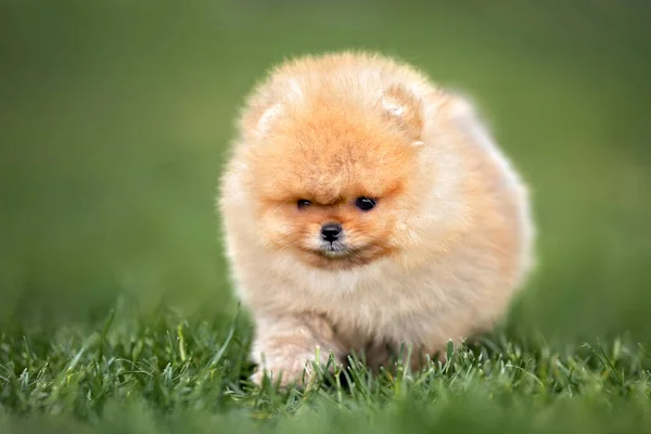 Śmieszne Pomeranian Spitz Szczeniak Spacery Letniej Trawie — Zdjęcie stockowe