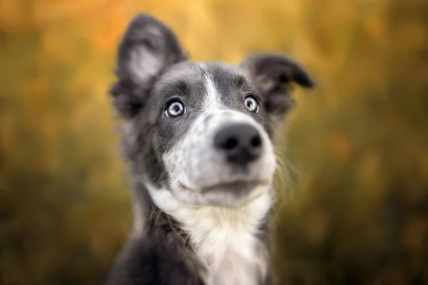 Adorabile Bordo Collie Cucciolo Ritratto Chiudere All Aperto — Foto Stock