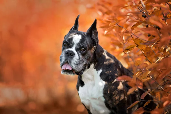 Boxer Allemand Portrait Chien Plein Air — Photo