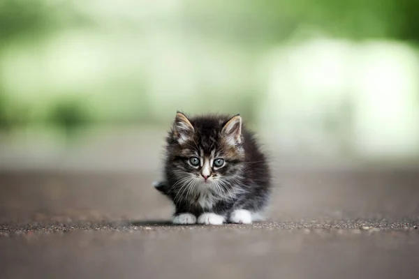 Fluffy Tabby Kitten Outdoors Summer — Stock Photo, Image