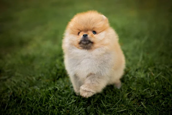 Śmieszne Pomeranian Spitz Szczeniak Skoków Trawie Widok Góry — Zdjęcie stockowe