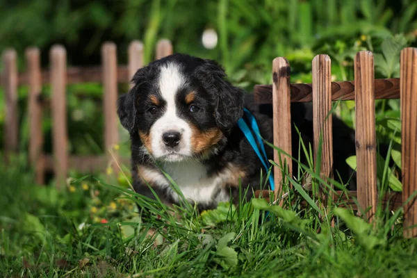 Bernese Perro Montaña Cachorro Posando Aire Libre Verano —  Fotos de Stock