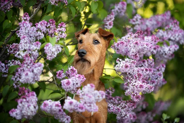 İrlanda teriyeri köpek portresi ve açık havada çiçek açan leylak.
