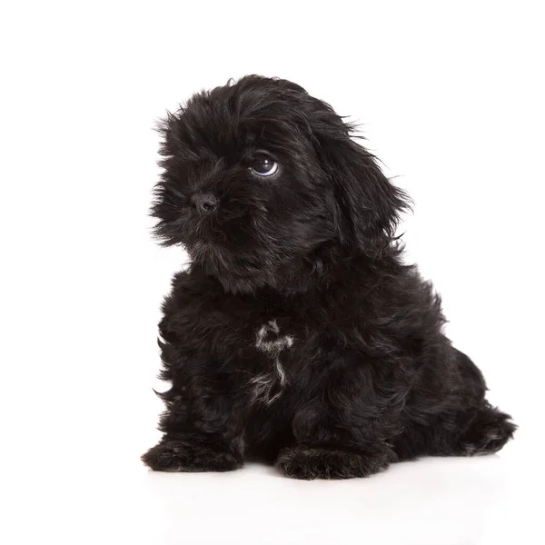 Lhasa Apso Cachorro Posando Fundo Branco — Fotografia de Stock