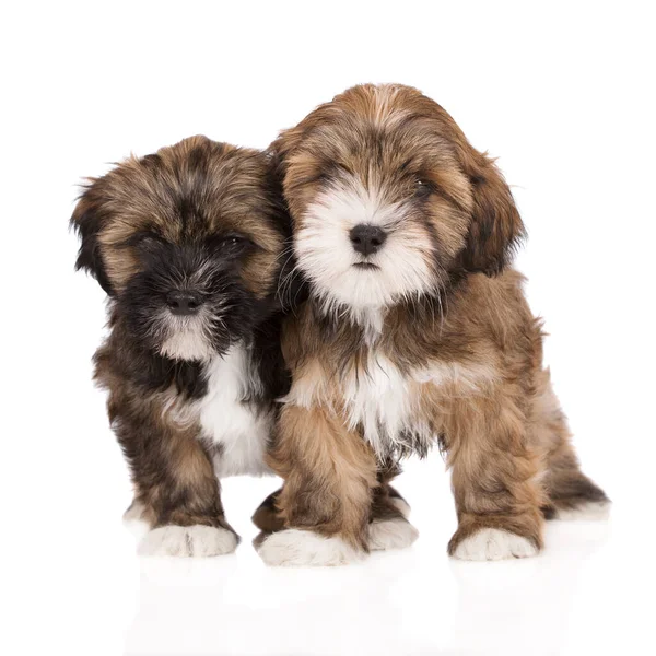 Dois Filhotes Lhasa Apso Fundo Branco Juntos — Fotografia de Stock