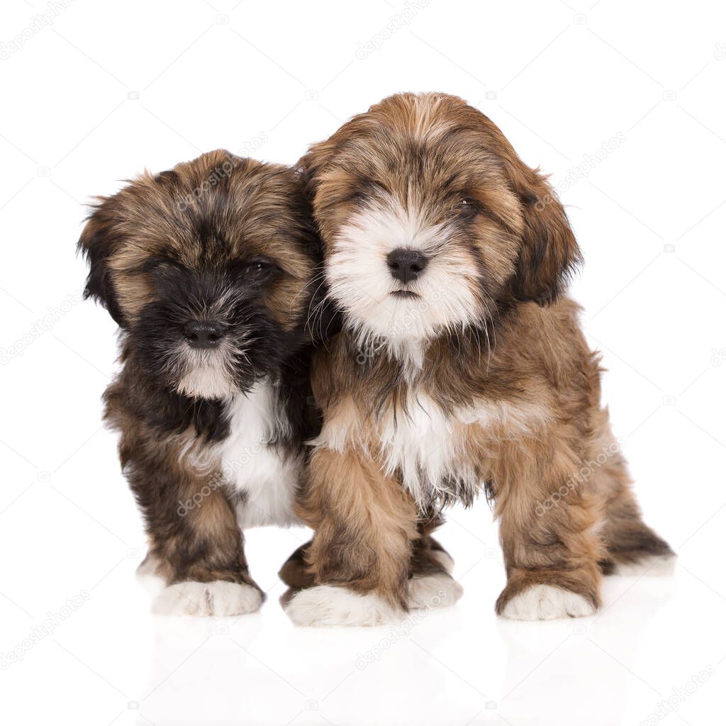 two lhasa apso puppies on white background together