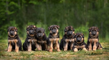 Yazın dışarıda poz veren yedi Alman çoban köpeği.