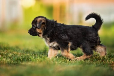 Alman çoban köpeği yazın dışarı çıkıyor.