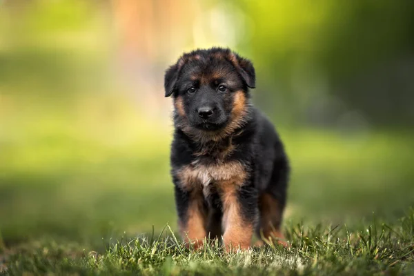 Berger Allemand Chiot Debout Sur Herbe Gros Plan — Photo