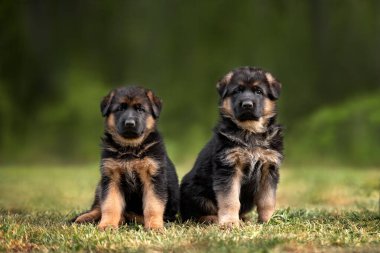 İki Alman çoban köpeği yazın birlikte dışarıda oturuyor.