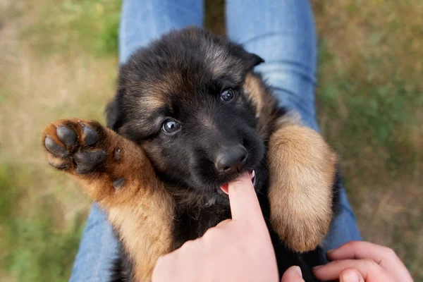 Drôle Allemand Berger Chiot Couché Sur Propriétaires Genoux Mordre Doigt — Photo