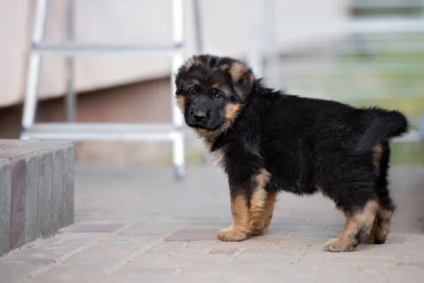 德国牧羊犬站在室外 — 图库照片