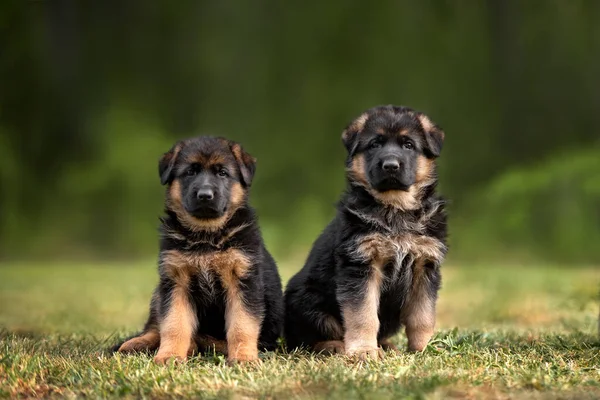 Zwei Schäferhunde Welpen Sitzen Sommer Zusammen Freien — Stockfoto