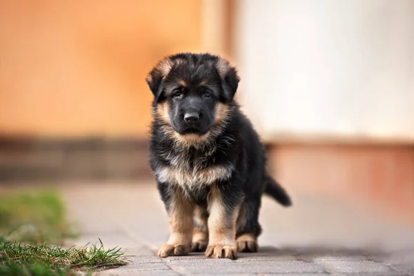 German Shepherd Puppy Standing Outdoors — Stock Photo, Image