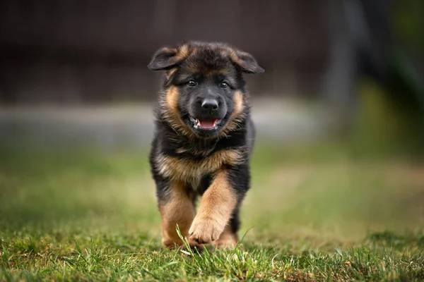 Feliz Pastor Alemán Cachorro Corriendo Aire Libre — Foto de Stock