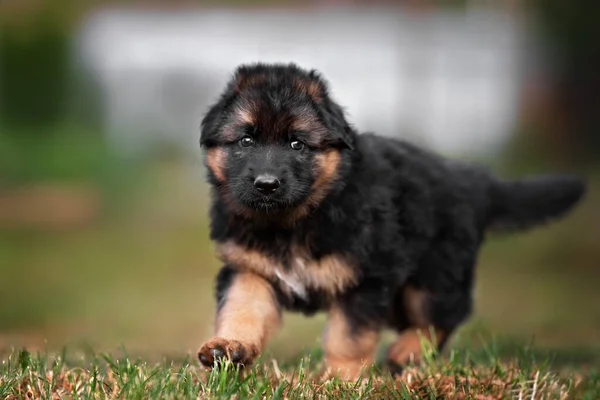 Tüylü Alman Çoban Köpeği Yazın Dışarı Çıkıyor — Stok fotoğraf