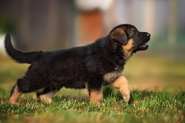 Alman Çoban Köpeği Yazın Yürüyor — Stok fotoğraf