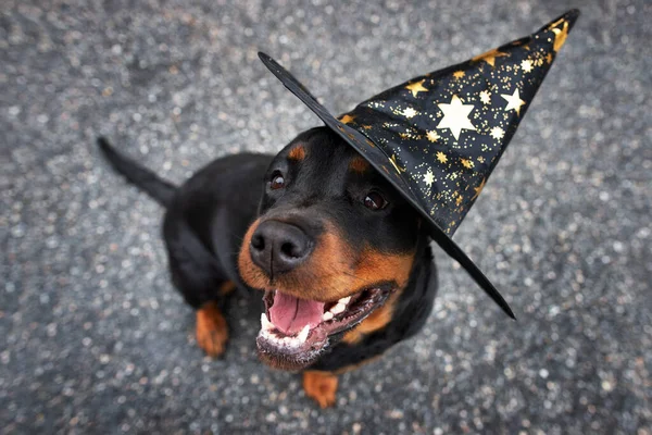 Rottweiler Hond Poseren Voor Halloween Buiten — Stockfoto