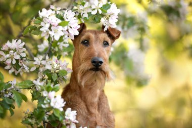 Baharda açan bir ağacın altında İrlanda teriyeri köpek portresi