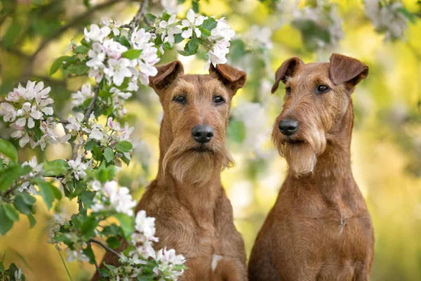 Дві Ірландські Тер Єрні Собаки Позують Разом Навесні — стокове фото