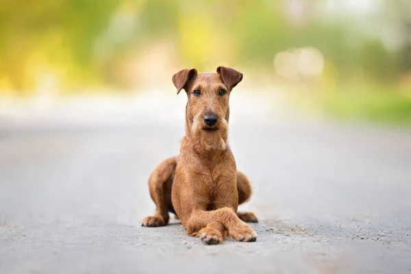 Śmieszne Irlandzki Terrier Pies Leżący Skrzyżowanymi Łapami Zewnątrz — Zdjęcie stockowe