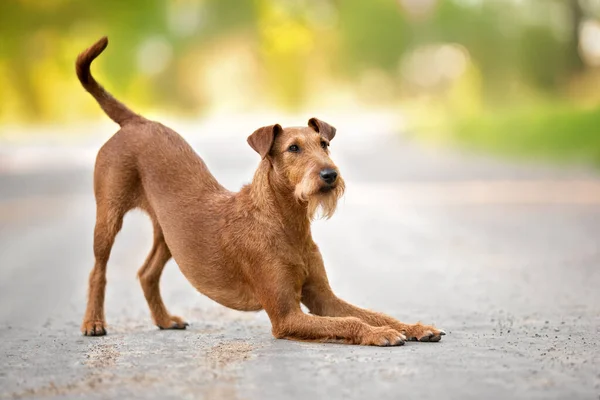 Terrier Kutya Meghajol Szabadban Nyáron — Stock Fotó