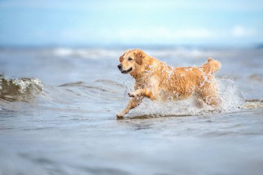 Mutlu ıslak köpek denizde koşuyor. 