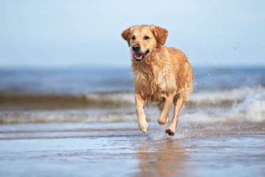 Mutlu köpek deniz sahilinde koşuyor.
