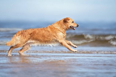 Denizde koşan golden retriever köpeği