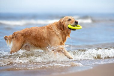 Golden retriever köpeği sudan oyuncak bir yüzük getiriyor.