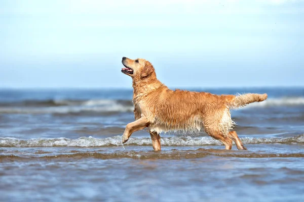 Golden Retriever Cão Andando Praia Verão — Fotografia de Stock