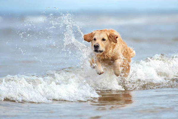 Happy Golden Retriever Dog Jumping Sea Water — Stock Photo, Image