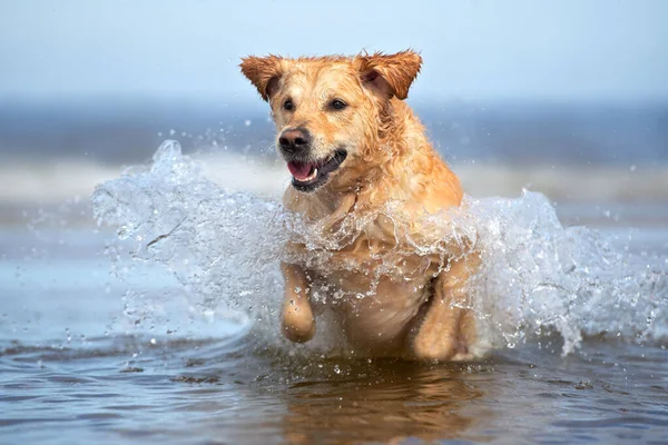 Happy Golden Retriever Dog Jumping Water — Stock Photo, Image