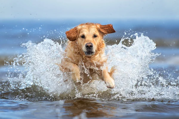 Golden Retriever Cão Pulando Água — Fotografia de Stock