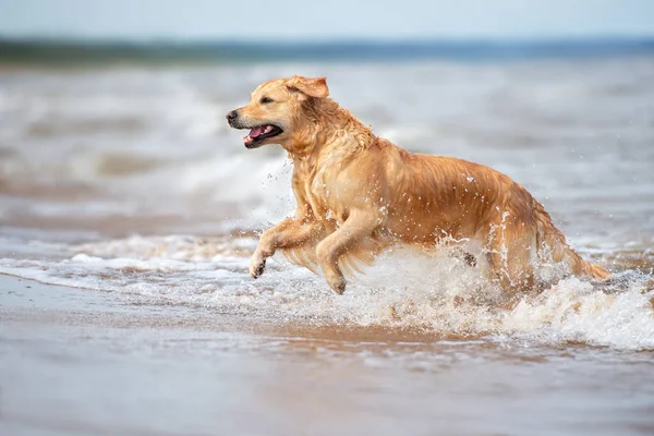 Happy Golden Retriever Dog Running Sea — Stock Photo, Image