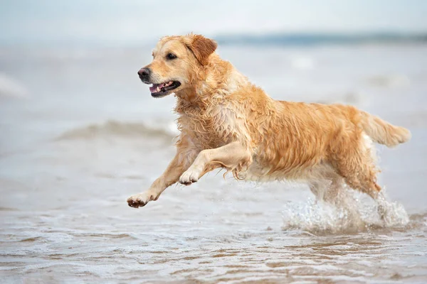 Happy Golden Retriever Dog Running Water Sea — Stock Photo, Image