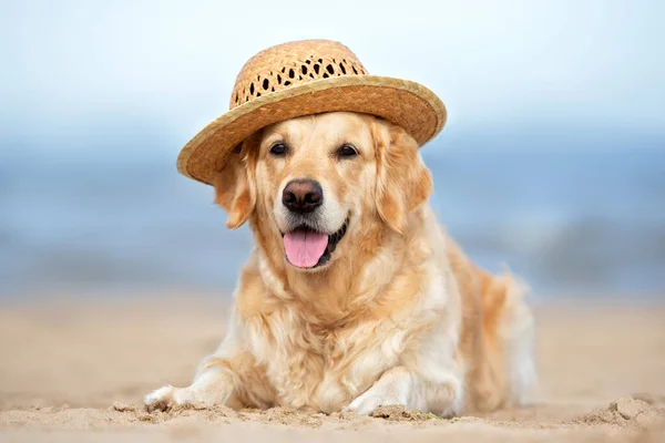 Heureux Golden Retriever Dans Chapeau Paille Été Sur Plage — Photo