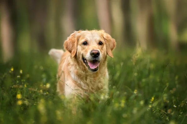 Glad Golden Retriever Hund Promenader Skogen Sommaren — Stockfoto