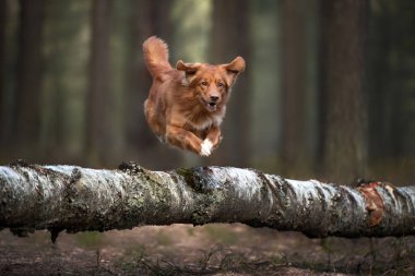 Mutlu av köpeği ormanda devrilmiş bir ağacın üzerinden atlıyor.