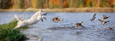 Golden Retriever köpeği ördeklerden sonra suya atlıyor