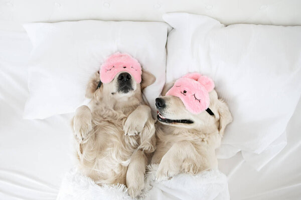 two golden retriever dog sleeping in bed on pillows