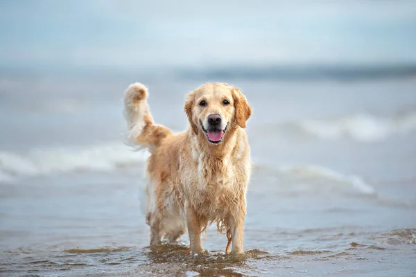 happy golden retriever dog standing in the sea water