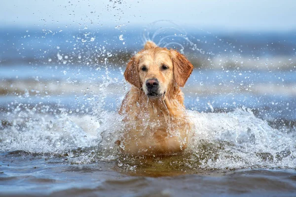 Золотий Собака Ретривер Стоїть Морській Хвилі — стокове фото