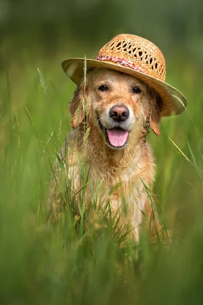Happy Golden Retriever Dog Straw Hat Summer Portrait — Stock Photo, Image